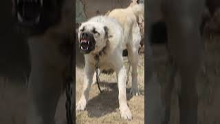 Most Aggressive Turkish Kangal dog transformation 😈😱 shorts jaishreeram 2m [upl. by Aysahc368]