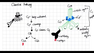 Complement System Classical Lectin and Alternative Pathway Explained complementsystem [upl. by Ailecra462]