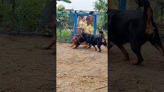 aggressive rottweiler attacked on German shepherd fightmastirottweiler dogkennel [upl. by Nad]