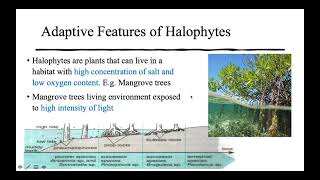 KSSM F5 C7 Adaptations of Plants in Different Habitats Part 1 [upl. by Aruabea954]