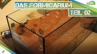 🐜Das neue Formicarium für Messor Barbarus  Rückwand S01E02 Antslife [upl. by Dinesh]