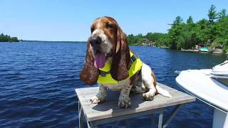 basset hound swimming [upl. by Thirzi]