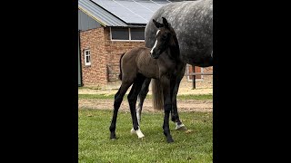 Filly by Kannan  Cornet Obolensky  Lupicor 0324 [upl. by Siraj]