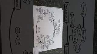 Citric acid cycle imperfect pharmacy or Krebs cycle rspharmacy vairalshort imperfect [upl. by Derfnam]