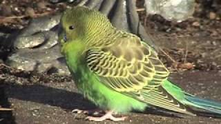 Wild Parakeet in Backyard [upl. by Georgeanne]