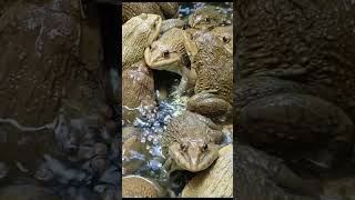 Master Frog Care in Just 5 Minutes a Day 6 [upl. by Klotz]