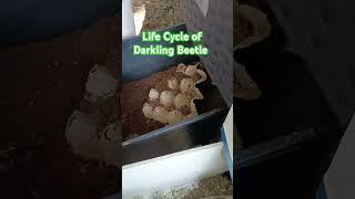 Life Cycle of Darkling Beetle [upl. by Ecirahs]