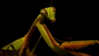 Giant Goldenarmed Praying Mantis Sentosa Island Singapore Nature [upl. by Notfilc967]