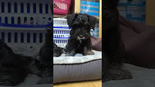 Es ist ein Fluch 🤣 animalslover puppy minischnauzerfypシ゚viral sortsyoutube love cute bff [upl. by Eissehc]