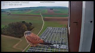 Strzelce Opolskie Orange PL  Kestrels Male on doorstep on landng departure  2024 11 20 08 05 [upl. by Carol-Jean]