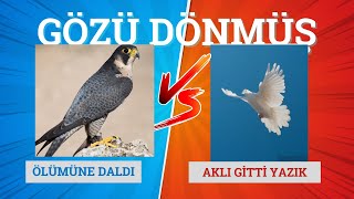 ATMACANIN GÖZÜ DÖNMÜŞ Beyaz güvercine saldırdı [upl. by Cozmo]