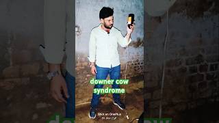 downer cow syndrome 🐄🔝💯🔥 [upl. by Atsok526]