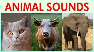 ANIMAL SOUNDS COMPILATION for Preschoolers Kindergarten  Kids Learning Videos [upl. by Khosrow672]