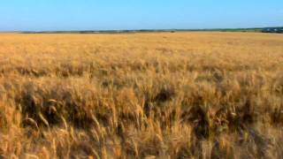 The Great American Wheat Harvest [upl. by Welcy]