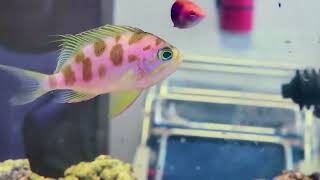 Borbonius quotBlotchyquot Anthias Eating Pellets at Pacific East Aquaculture [upl. by Devine]