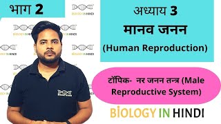 अध्याय 3 भाग 2 मानव जनन  जीव विज्ञान कक्षा 12  Human reproduction  Biology In Hindi class 12 [upl. by Parish]