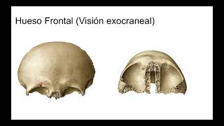1 Hueso frontal [upl. by Angelia]