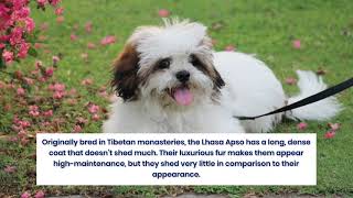 12 Popular Dog Breeds That Dont Shed Fur [upl. by Ranita]