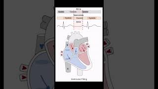 Heart Systole  Diastole biology nursing mbbs heart [upl. by Ahsaetal179]