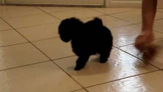 Black Female Toy Poodle Pups [upl. by Olivette751]