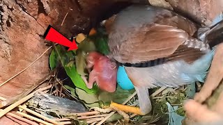 Brahminy starling bird watching its babies AnimalsandBirds107 [upl. by Kelda15]