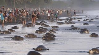 Tourists interrupt turtle reproduction season Arribada in Costa Rica [upl. by Akirdnas747]