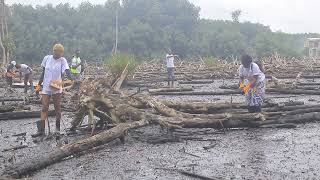 Reboisement de la mangrove de Mindoubé 1 [upl. by Torin137]