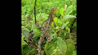 Indian garden lizard Reptile [upl. by Bluefield999]