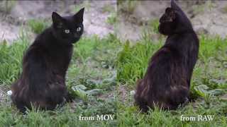 RAW test vs H264 MOV [upl. by Cherian]