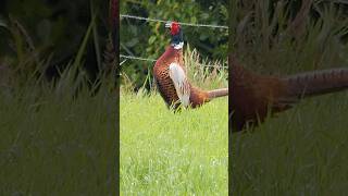 Pheasant distant calling  Bird sounds shorts [upl. by Mackay]