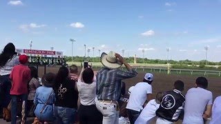 Zebra Race at Remington Park in OKC [upl. by Aicirtap]