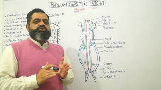 Phylum Gastrotricha Urdu Hindi medium profmasoodfuzail Structure of Gastrotricha [upl. by Danziger]