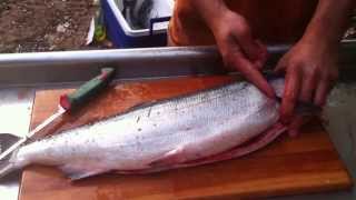 How to break down or process a salmon Gut gill fillet skin debone [upl. by Cooperstein848]