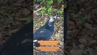 Pied Currawong [upl. by Gagliano]