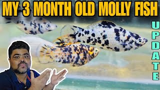 3 Month Old Balloon Molly Fish Update [upl. by Lise]