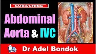 Abdominal Aorta and Inferior Vena Cava Dr Adel Bondok [upl. by Notreve]