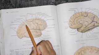 Cerebrum cerebral hemispheres part 1 neuroanatomy lobes and Main sulcus of cerebral hemisphere [upl. by Legna167]