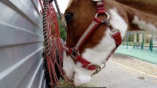 Horseshoeing at Briarcliff Elementary School [upl. by Massarelli634]