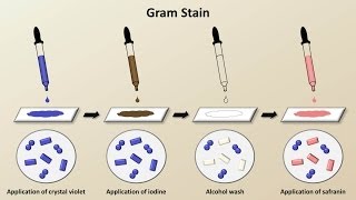 Classification of Bacteria Antibiotics  Lecture 1 [upl. by Kcirtapnhoj]