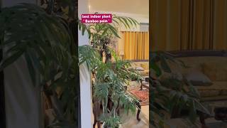 Bamboo palm is better then Areca palm for indoors gardeningaesthetics plants [upl. by Nnylhtak78]