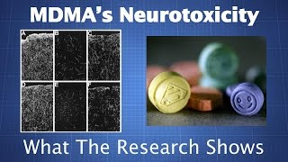 MDMAs Neurotoxicity What the Research Shows amp How to Reduce Your Risk [upl. by Oiuqise724]