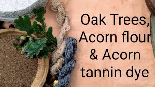 Oak trees Acorn flour amp dye [upl. by Lib]