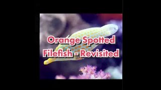 Orange Spotted Filefish revisited [upl. by Ail]