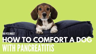 HOW TO COMFORT A DOG WITH PANCREATITIS CHRONIC AND ACUTE PANCREATITIS IN DOGS [upl. by Susanne]