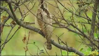 Eurasian wryneck call  Dahod Gujarat [upl. by Fai876]