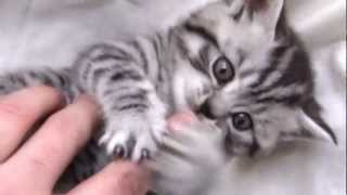 British Shorthair Silver Tabby [upl. by Nylanaj]