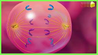 Behind the Scenes of Cell Reproduction Mitotic Cycle Explained  The Magic of Cell Division [upl. by Vonnie]