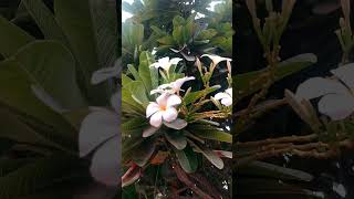 Champa🌼Flowering🌱Plant 4k flowers garden satisfying shorts flower nature gardening new [upl. by Morven756]