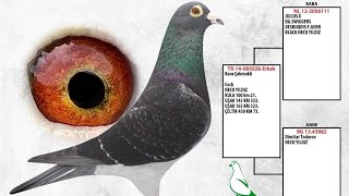 My Racing Pigeons 2023 [upl. by Bliss]