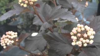 Physocarpus opulifolius Ninebark [upl. by Nylkoorb]